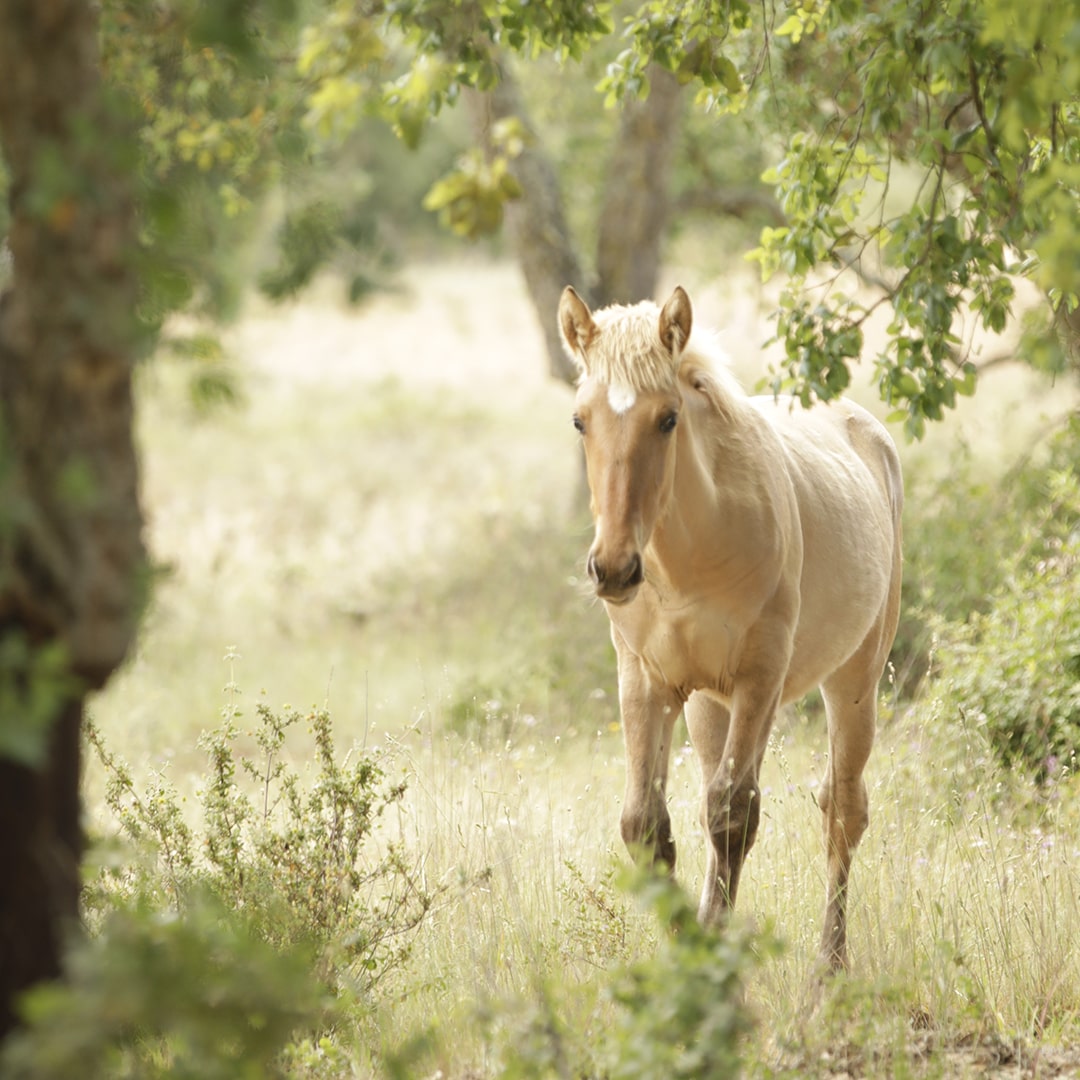 cavalos no alentejo