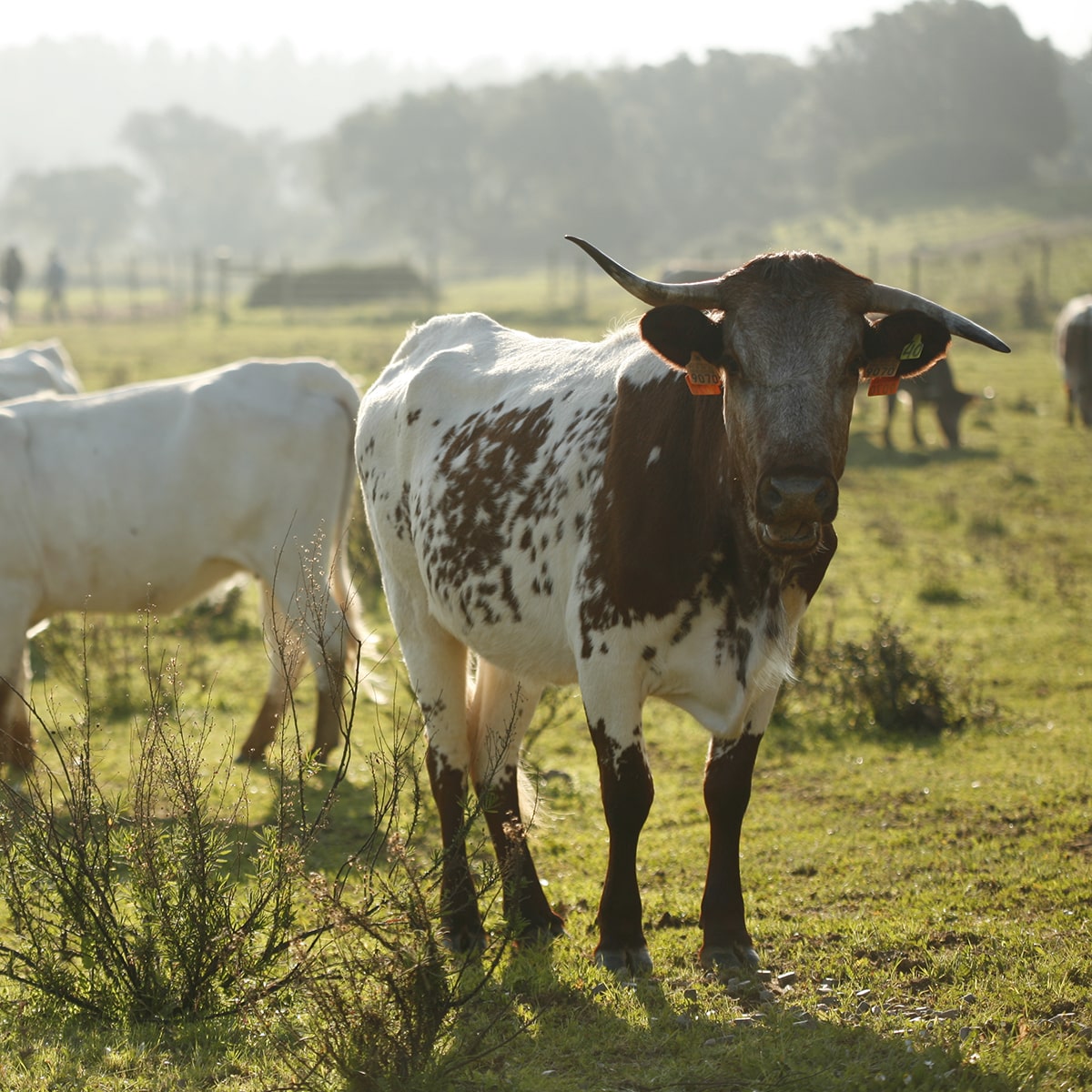 gado no Trilho Cercal do Alentejo a Porto Covo