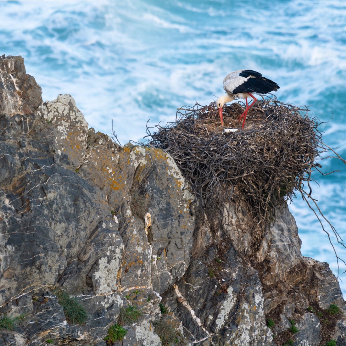 cegonhas no cabo sardão