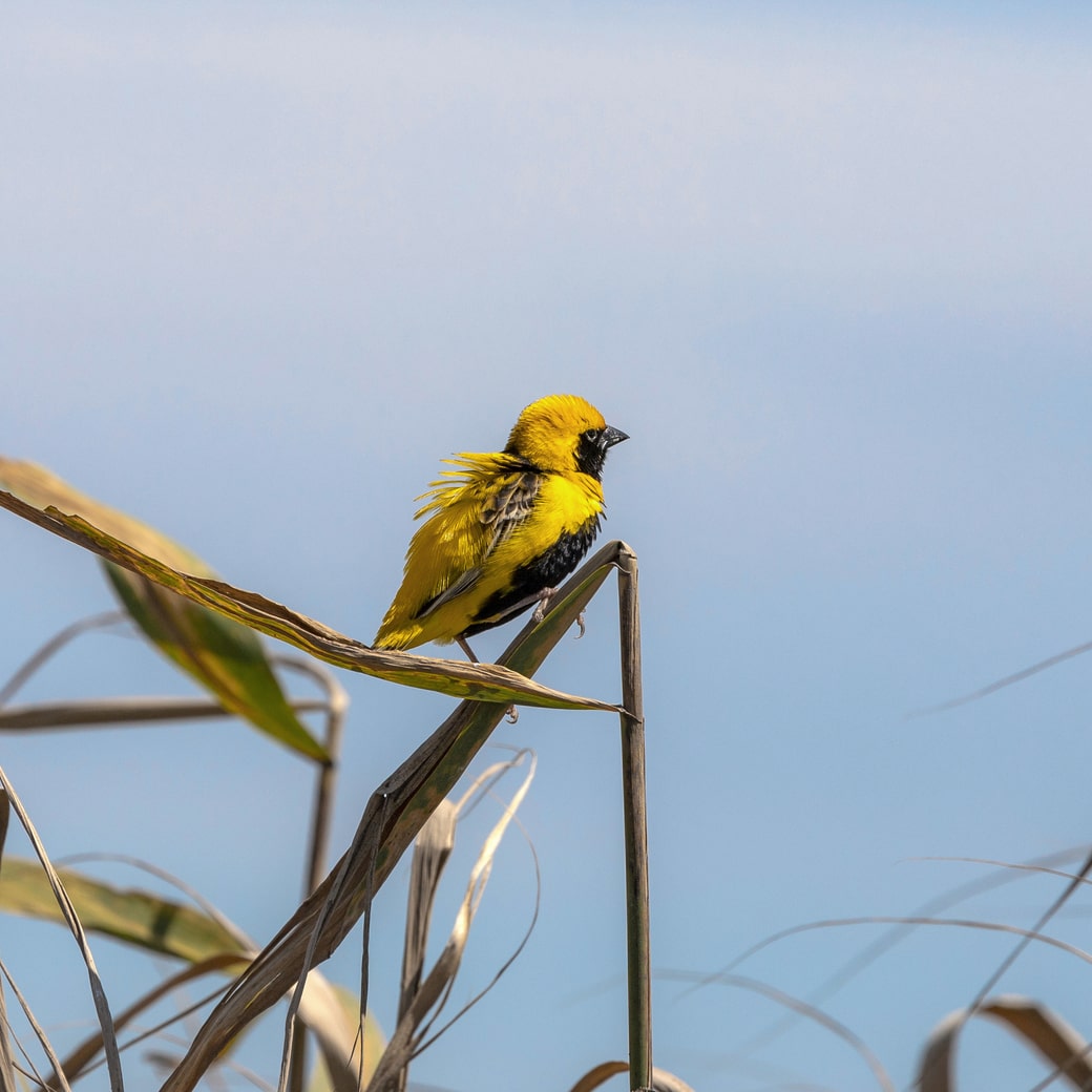 birdwatching na costa vicentina