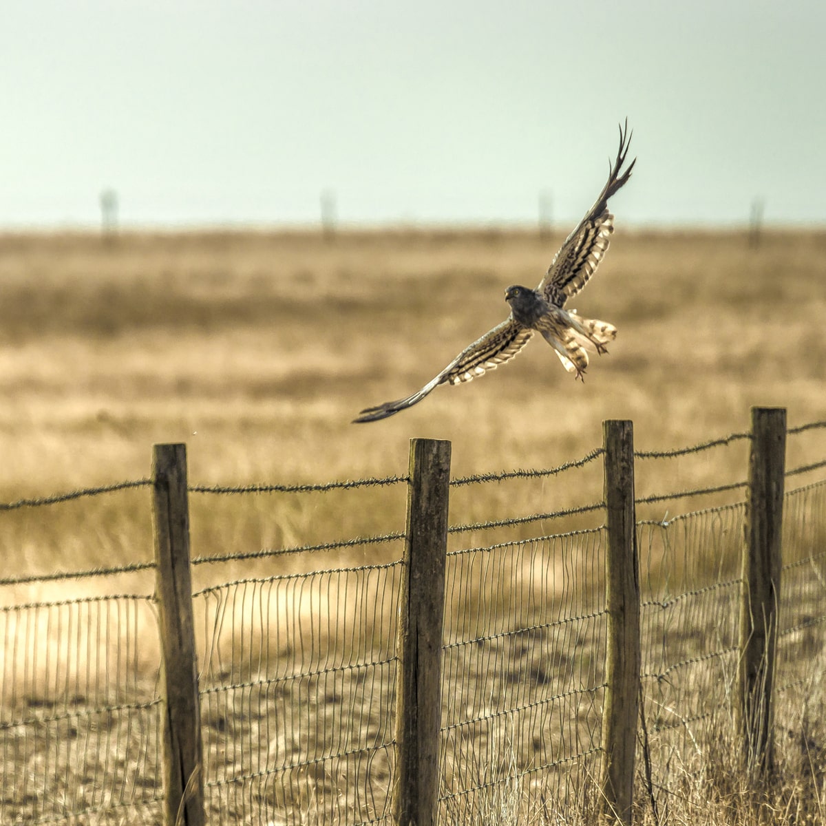 observacao de aves no alentejo