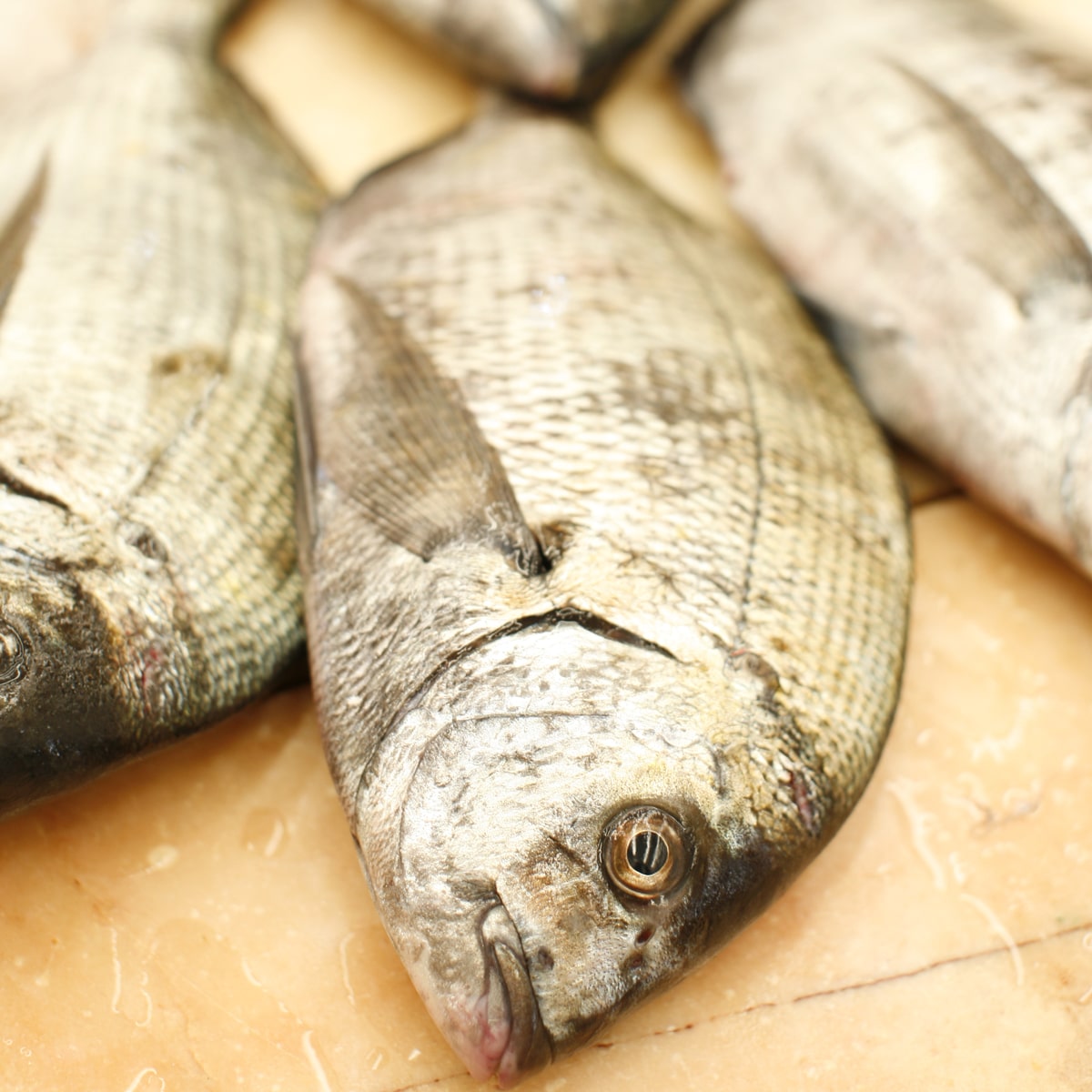 gastronomia peixes costa alentejana