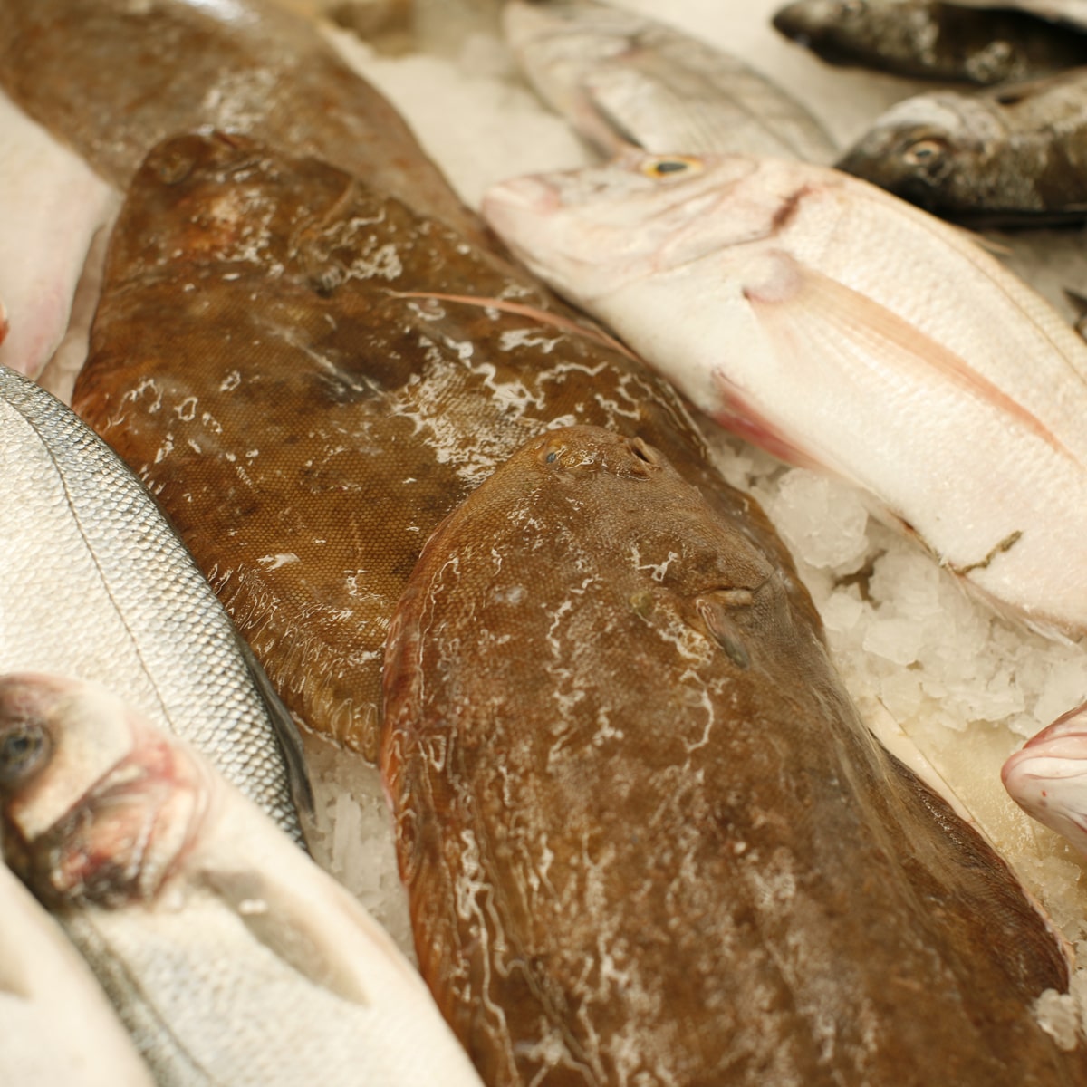 peixe fresco costa alentejana