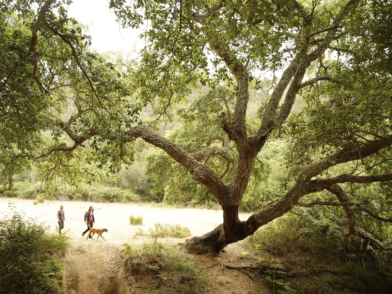 herdade-da-matinha-o-bosque-min